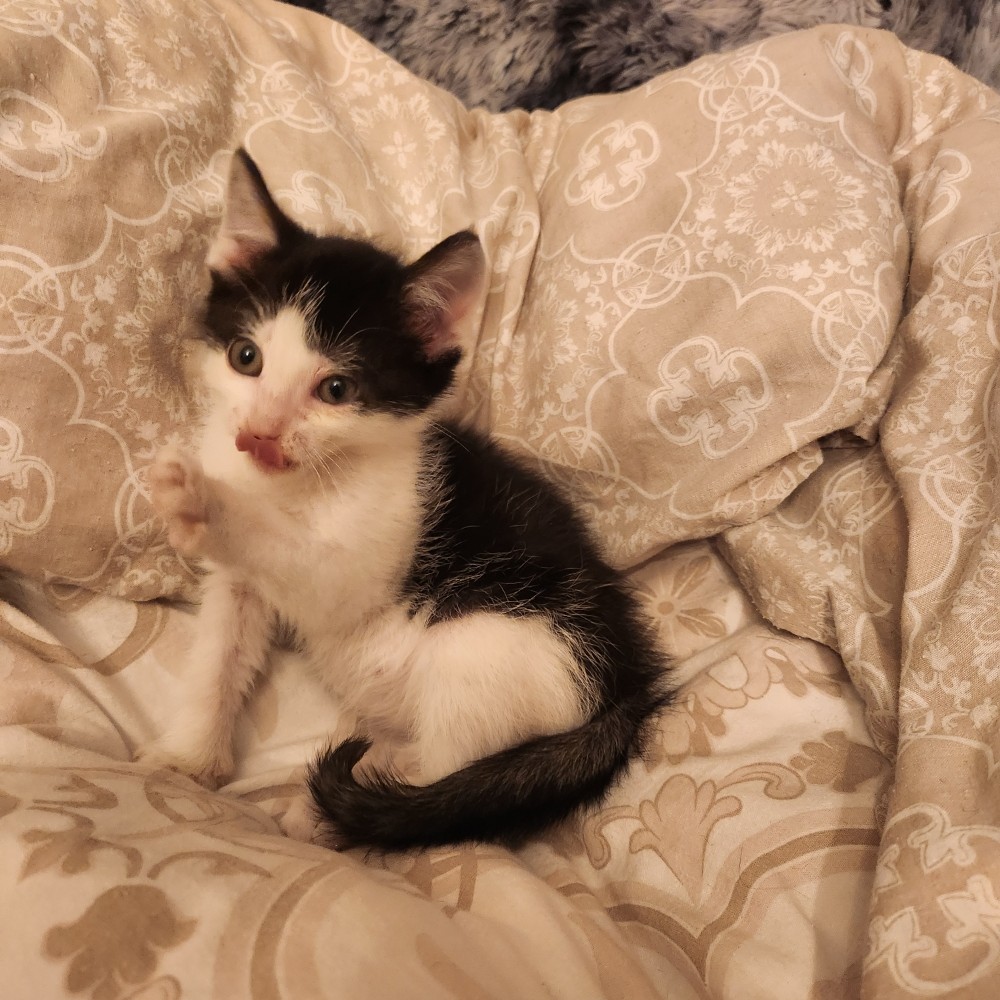 ARROW – chaton