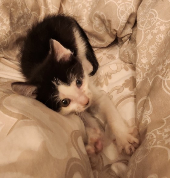 ARROW – chaton