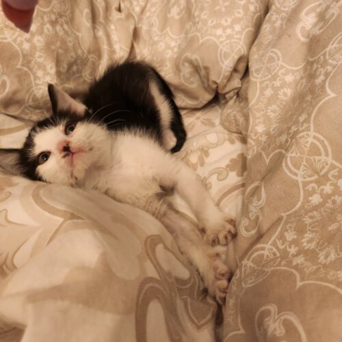 ARROW – chaton