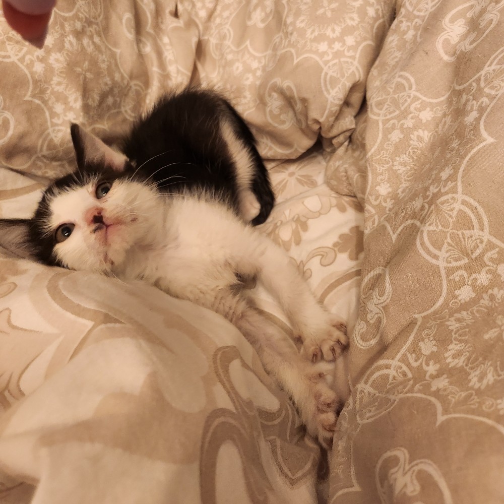ARROW – chaton