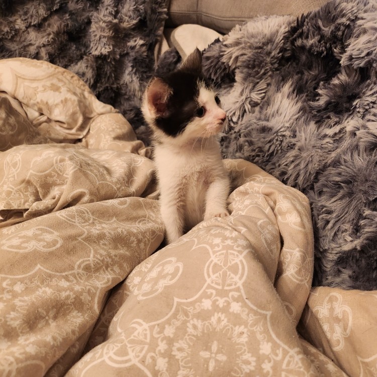 ARROW – chaton
