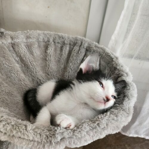 ARROW – chaton