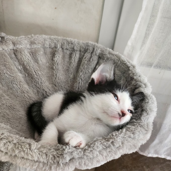 ARROW – chaton