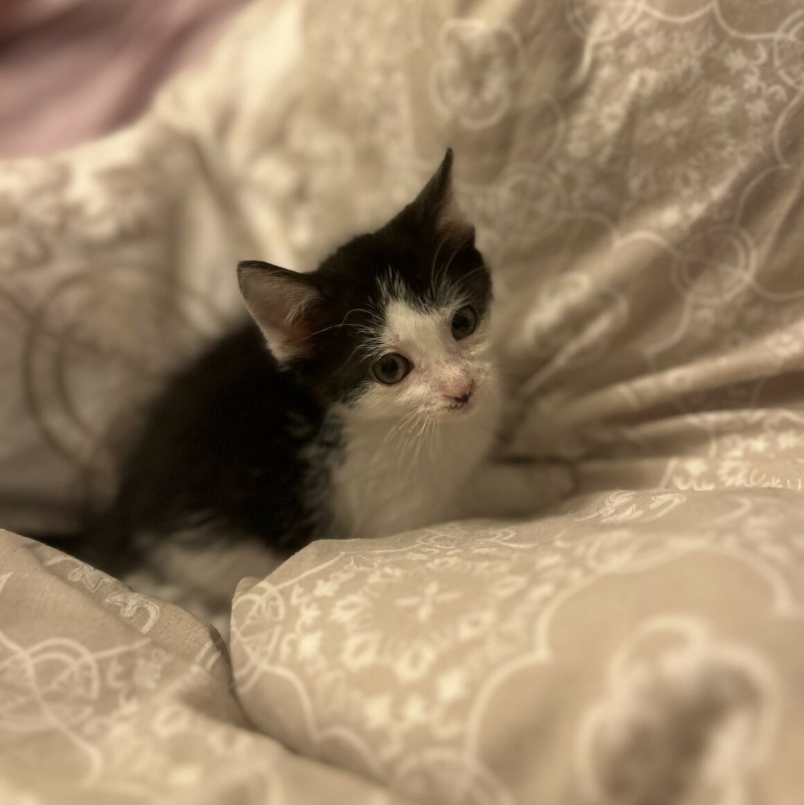 ARROW – chaton