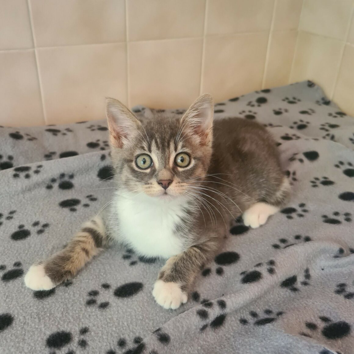 ARSENIC – Chaton