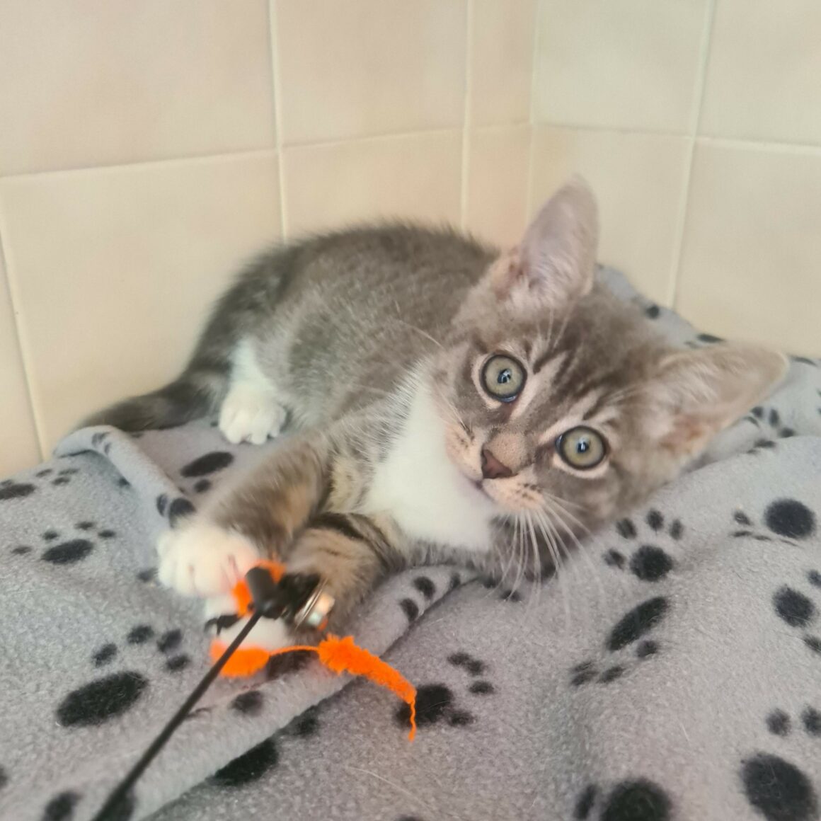 ARSENIC – Chaton
