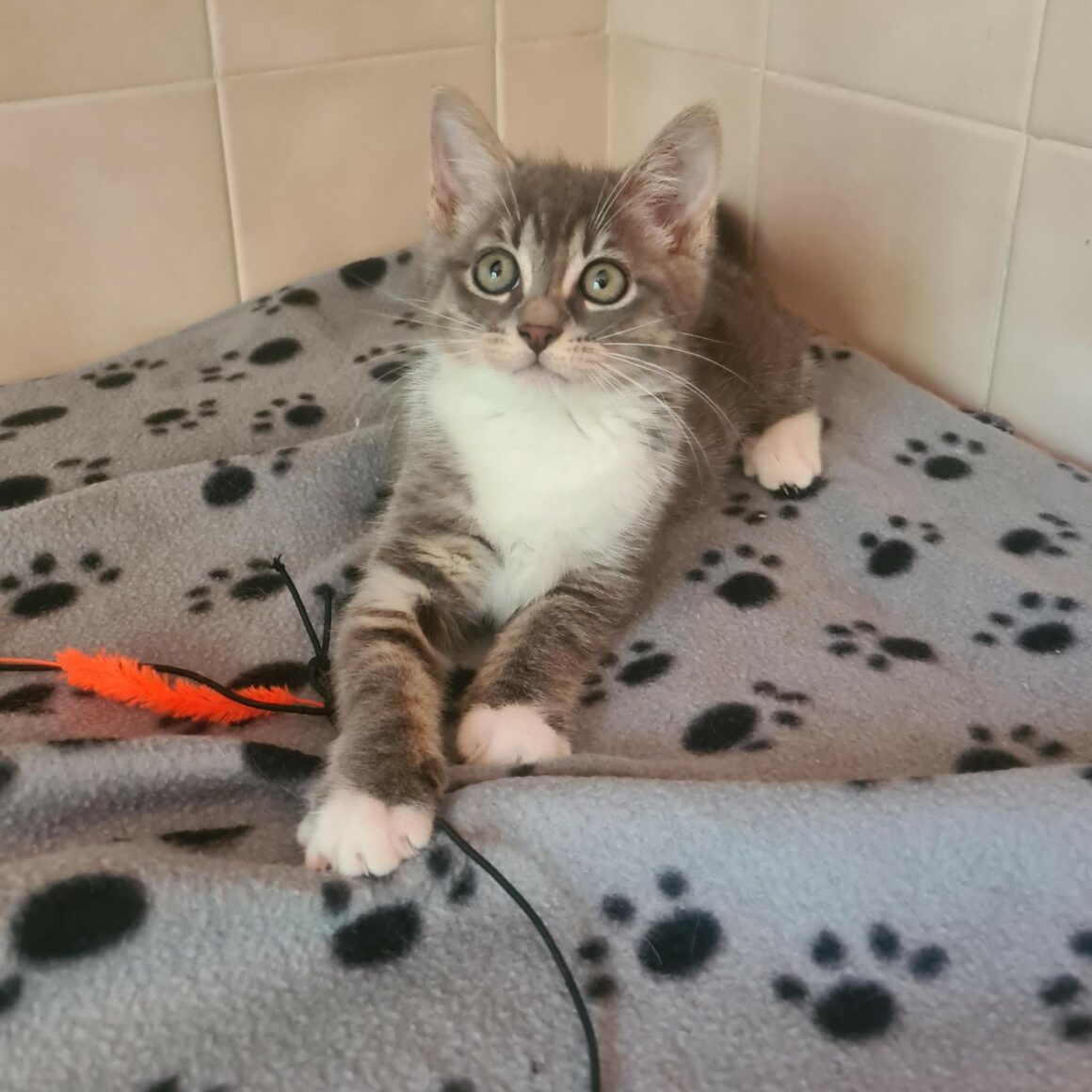 ARSENIC – Chaton