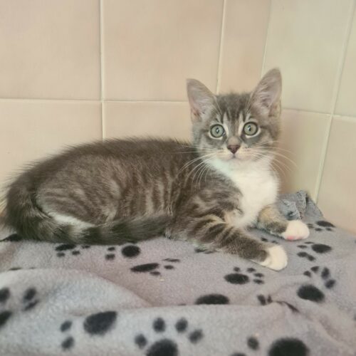 ARSENIC – Chaton
