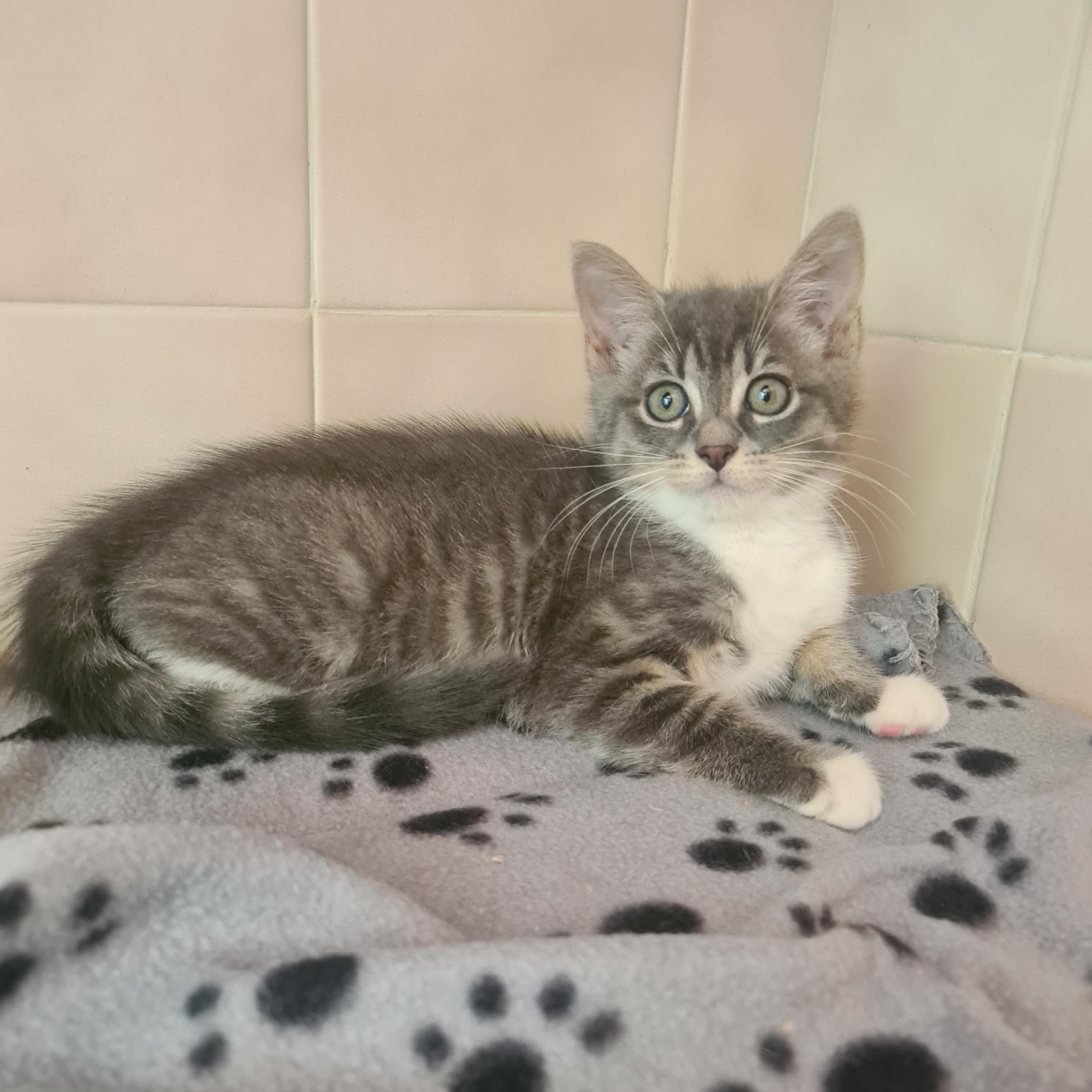 ARSENIC – Chaton