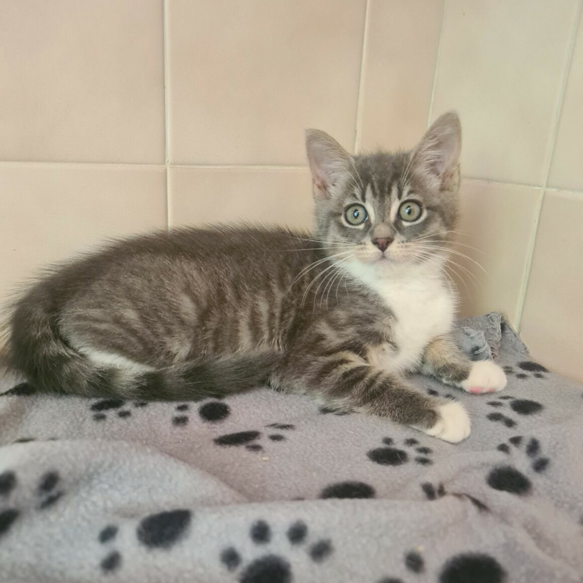 ARSENIC – Chaton