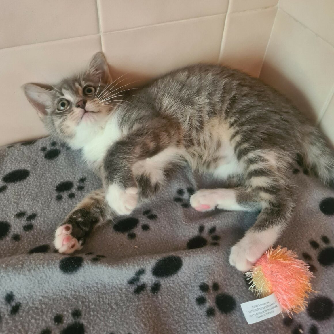 ARSENIC – Chaton