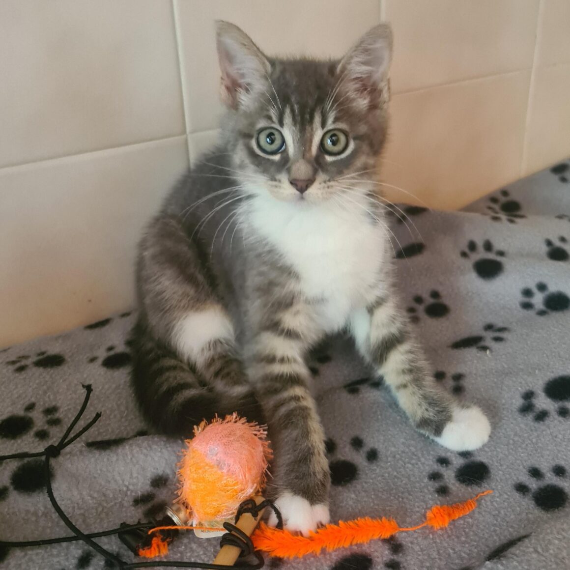 ARSENIC – Chaton