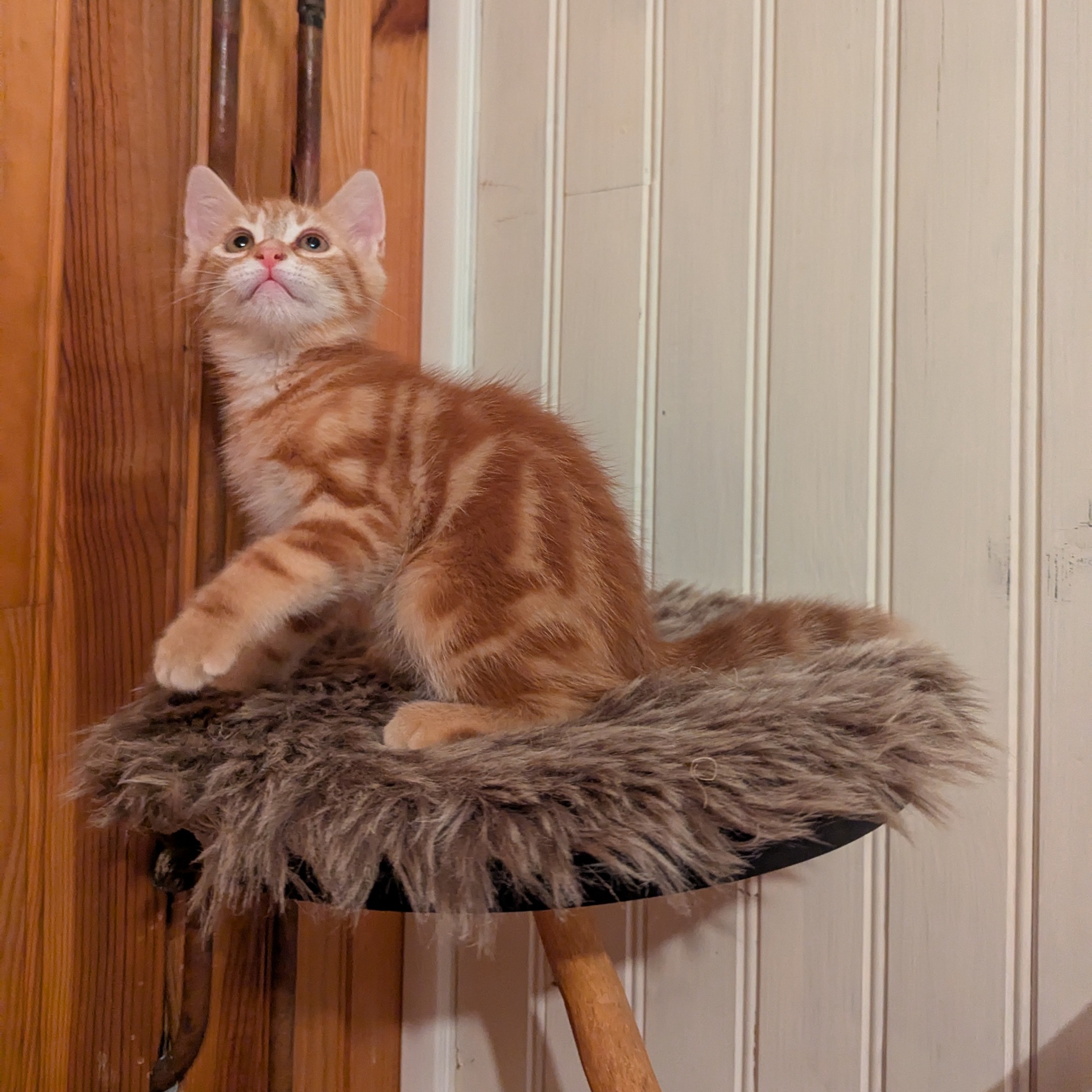 ATHOS – chaton adopté