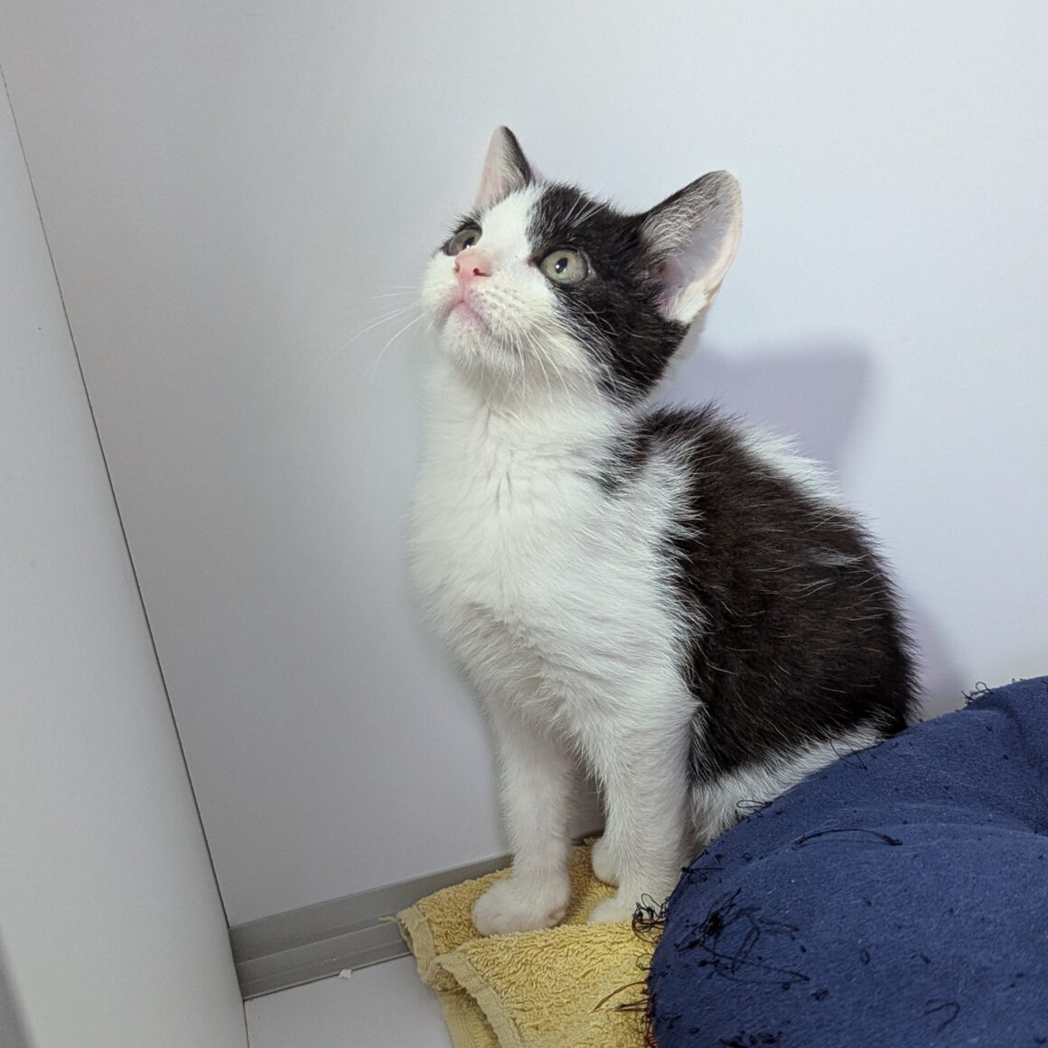 AUSTIN – Chaton