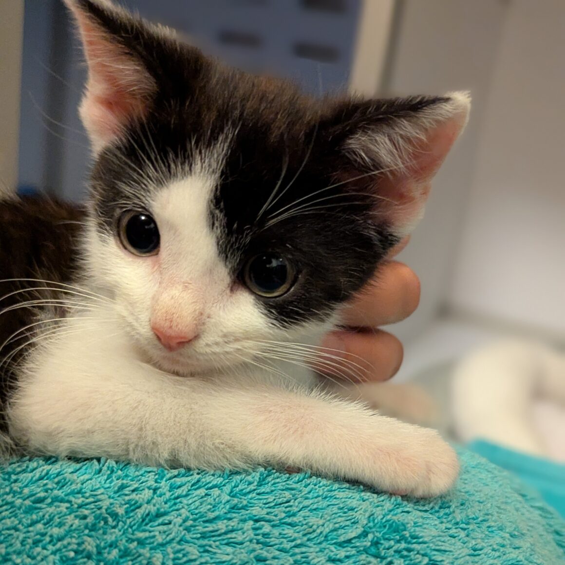 AUSTIN – Chaton