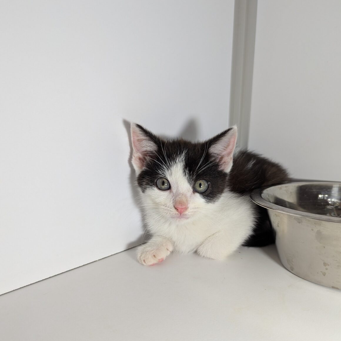 AUSTIN – Chaton