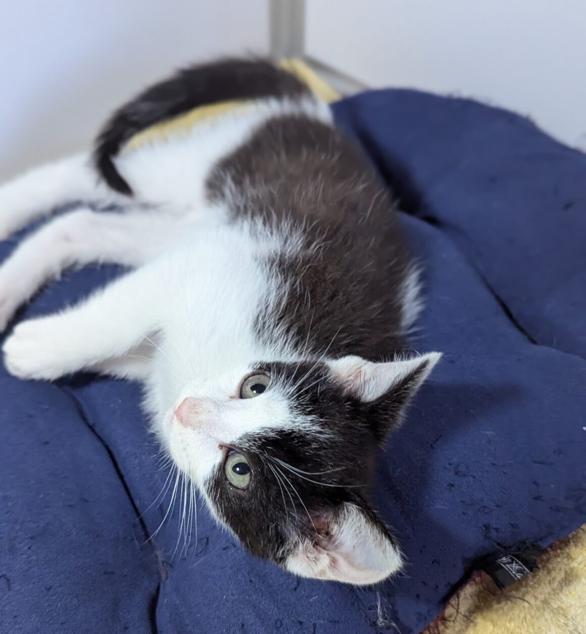 AUSTIN – Chaton