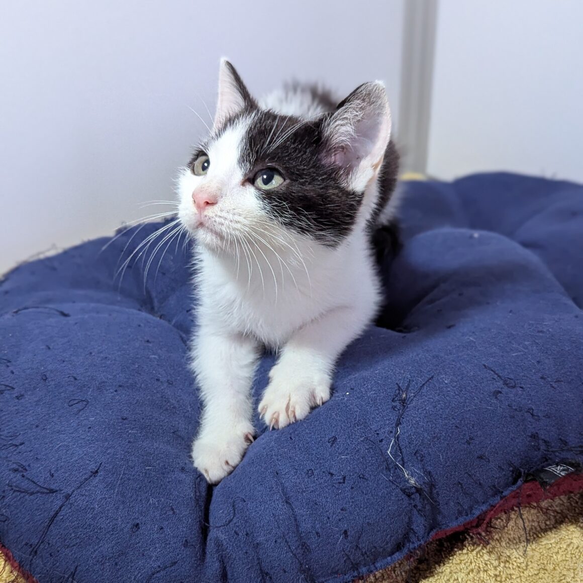 AUSTIN – Chaton
