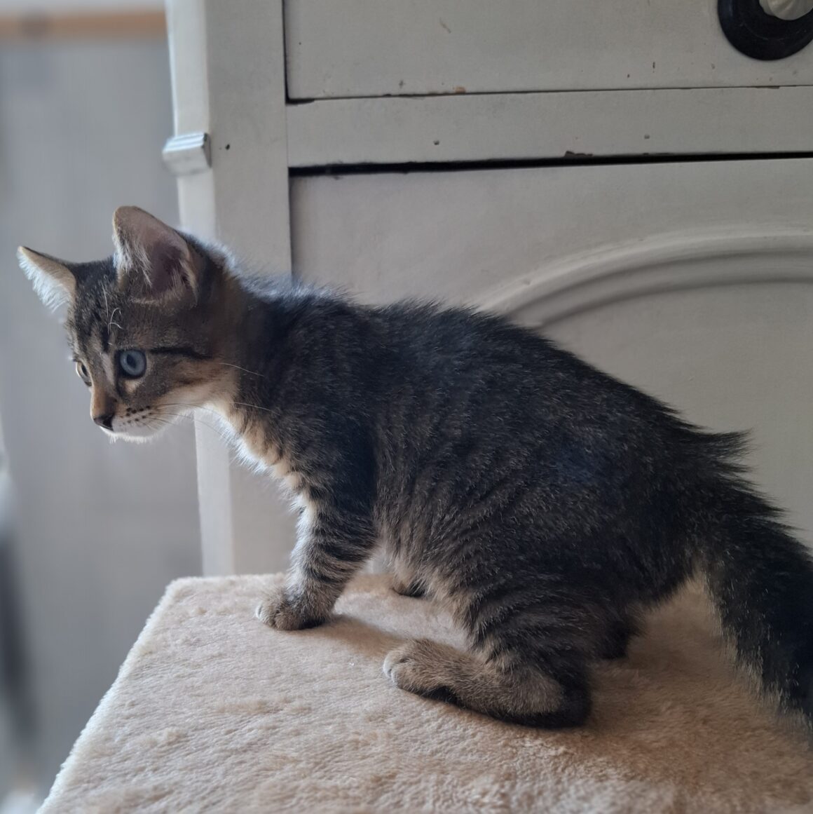 AVAQUA – Chaton