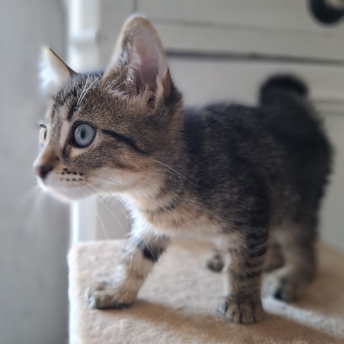 AVAQUA – Chaton