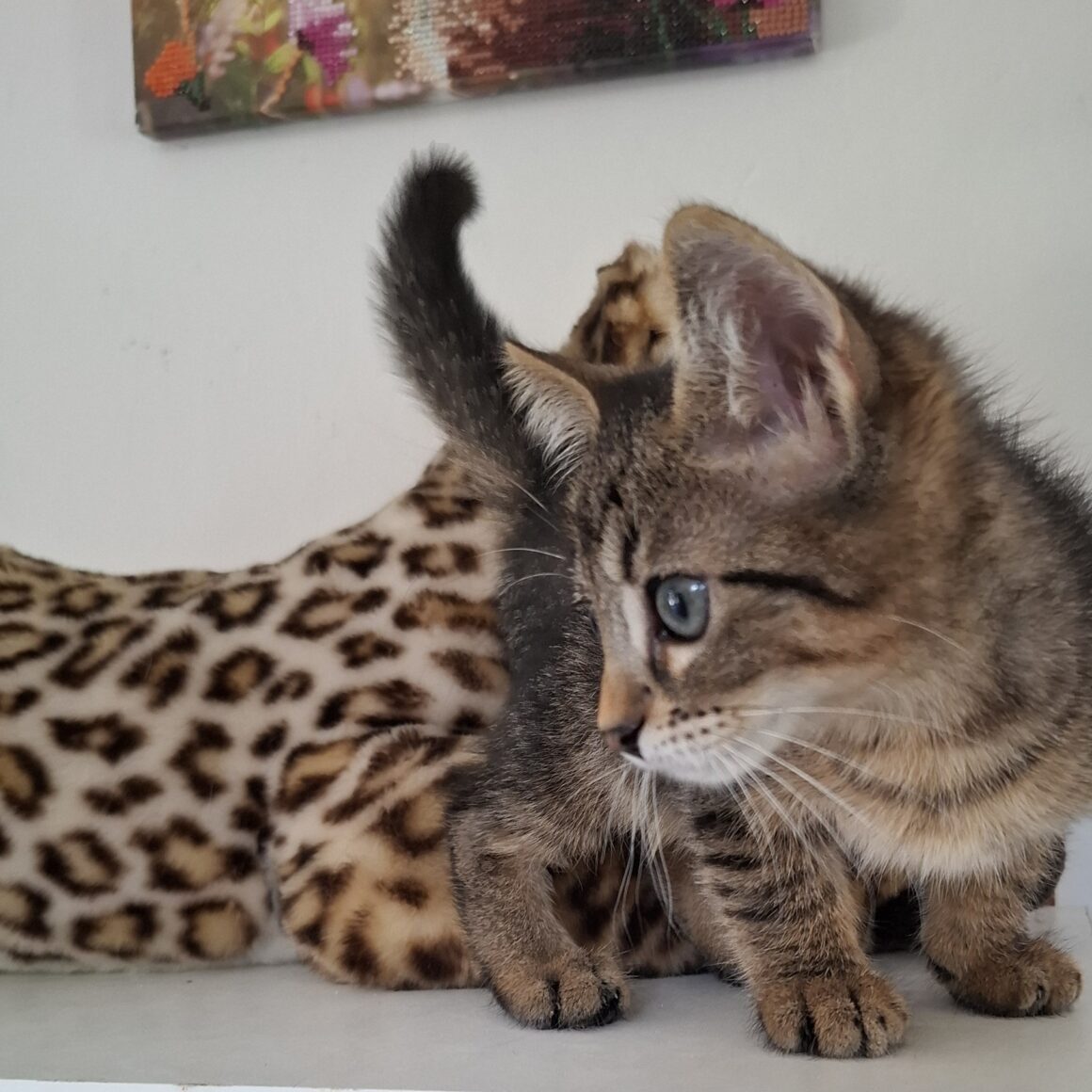 AVAQUA – Chaton