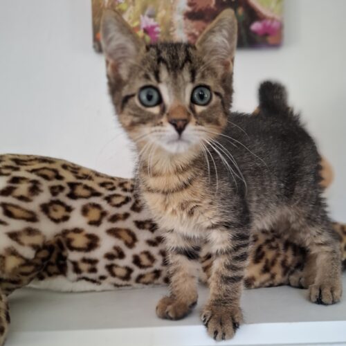 AVAQUA – Chaton
