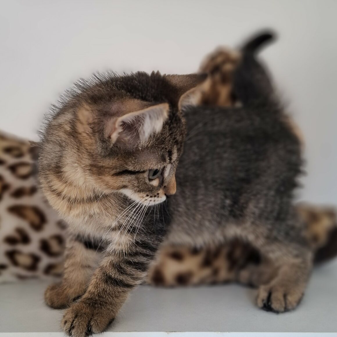 AVAQUA – Chaton