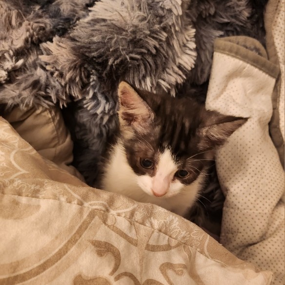 AWAÏ – chaton