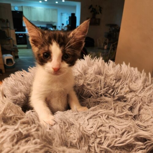 AWAÏ – chaton