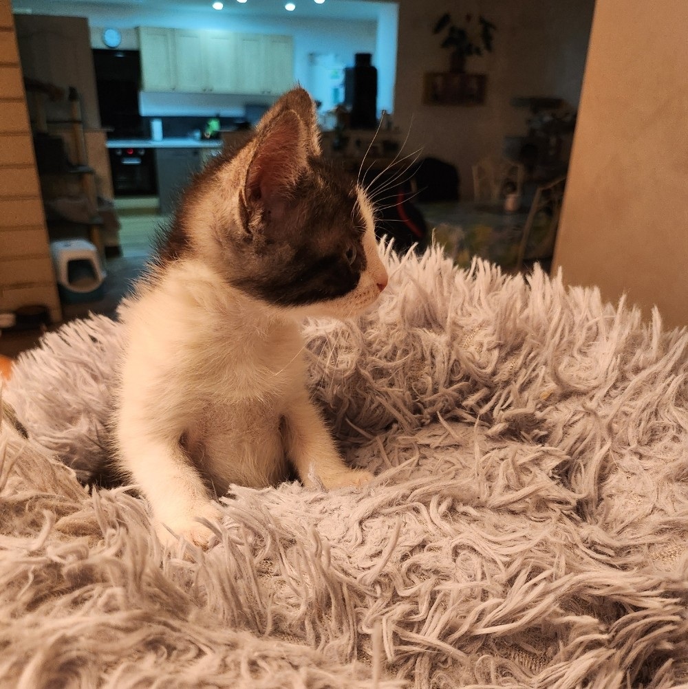 AWAÏ – chaton