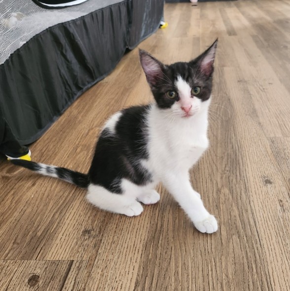 AWAÏ – chaton