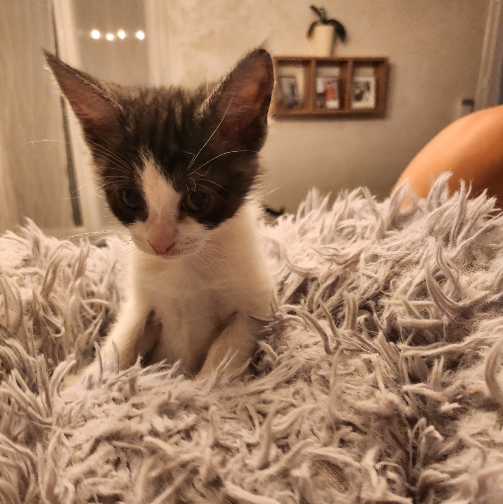 AWAÏ – chaton