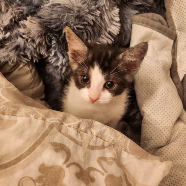 AWAÏ – chaton