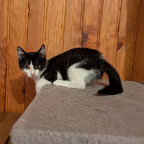 AZALÉE – Chaton adoptée