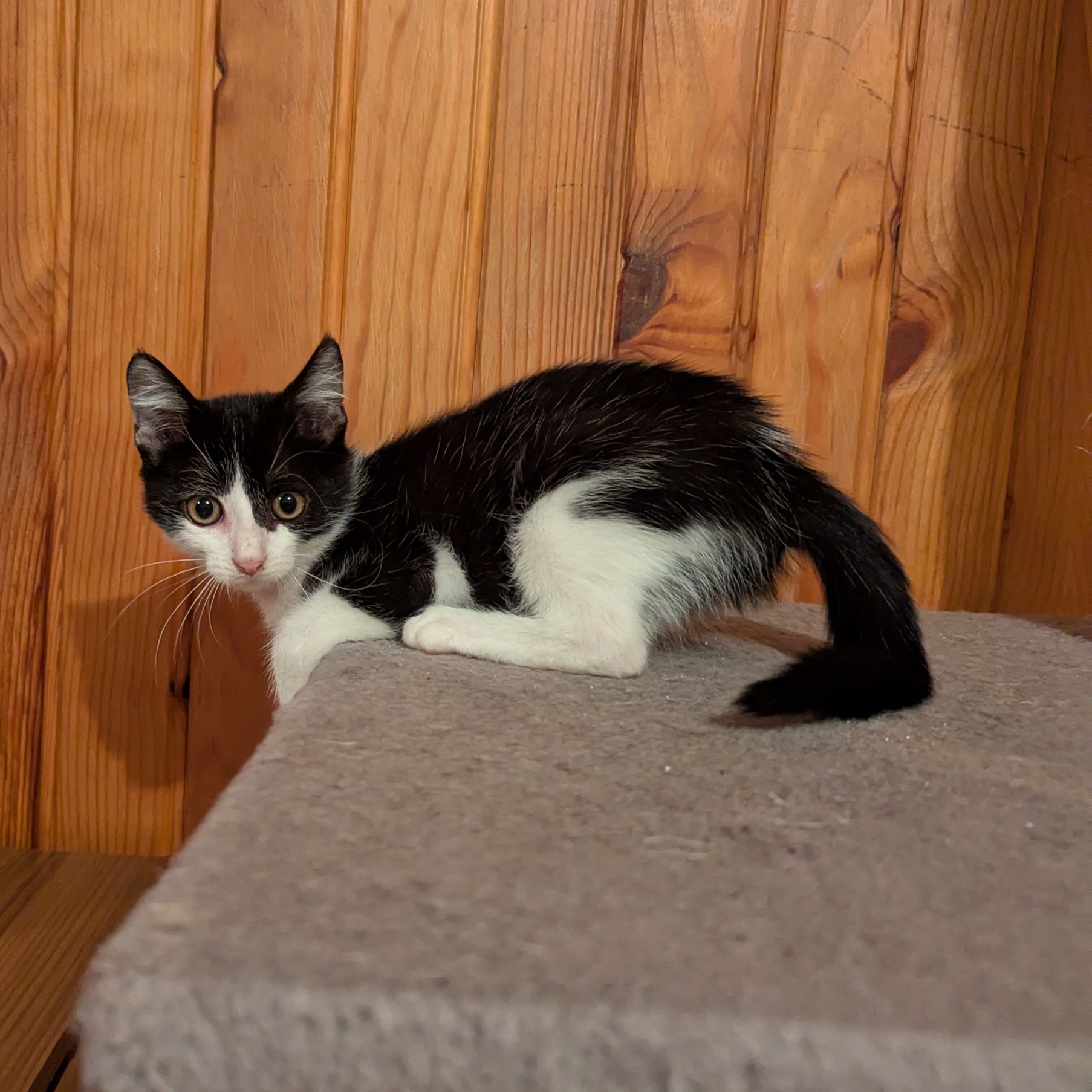 AZALÉE – Chaton adoptée