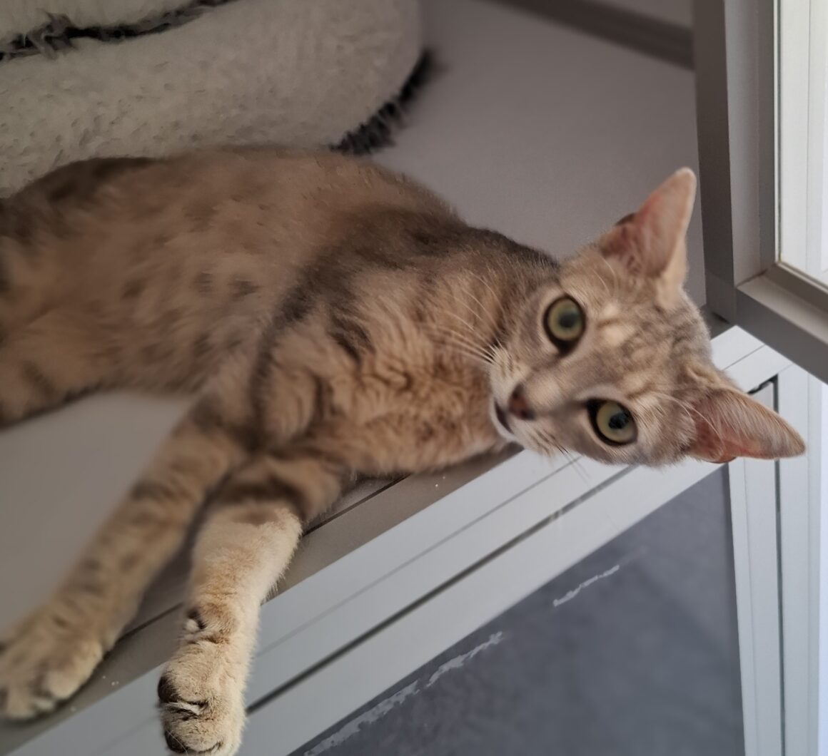 DÉSIRÉ – chaton