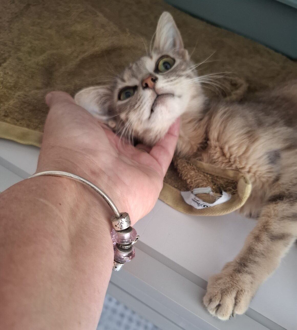 DÉSIRÉ – chaton