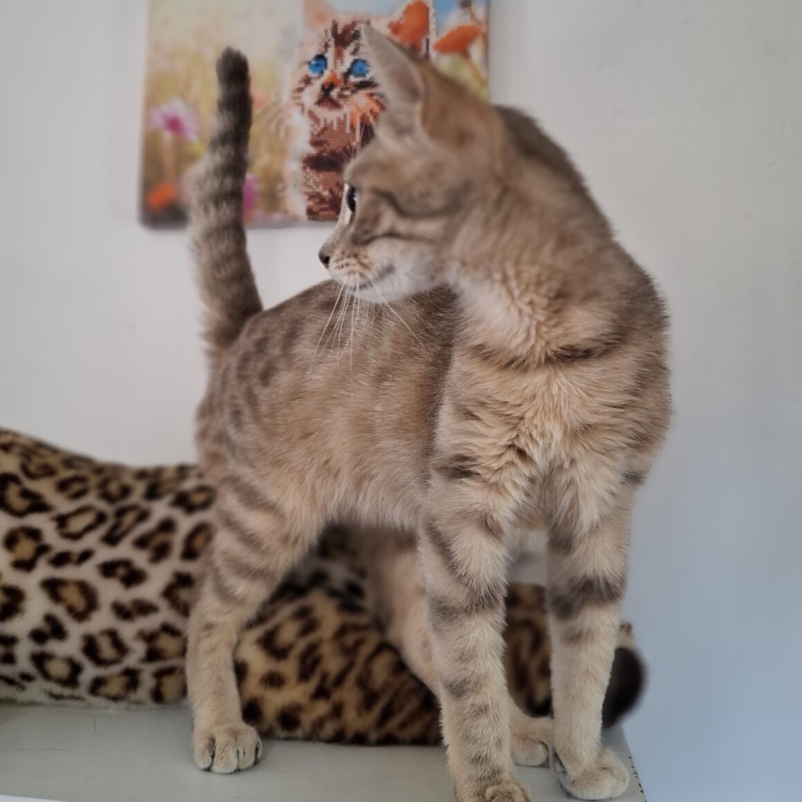 DÉSIRÉ – chaton
