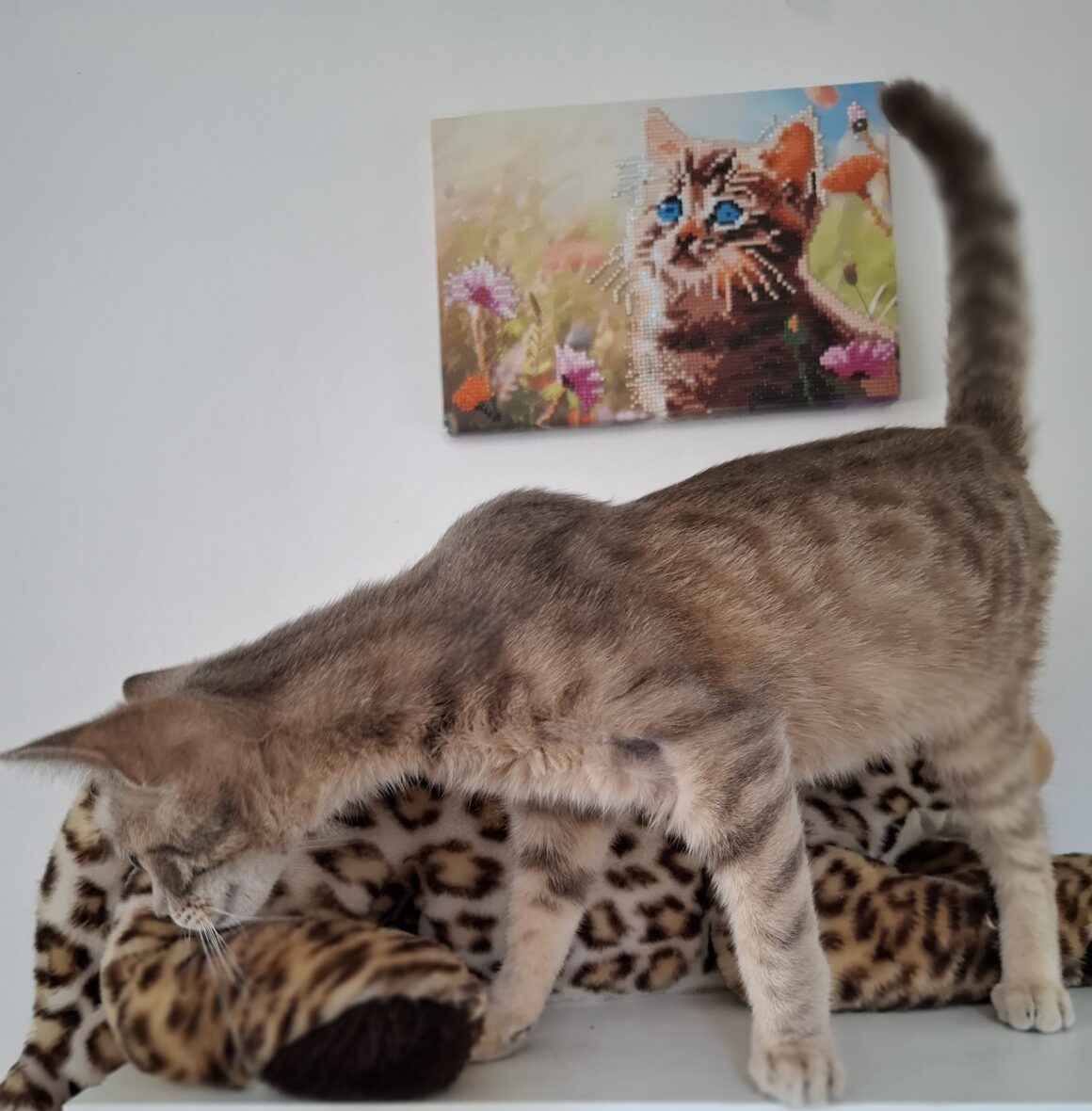 DÉSIRÉ – chaton