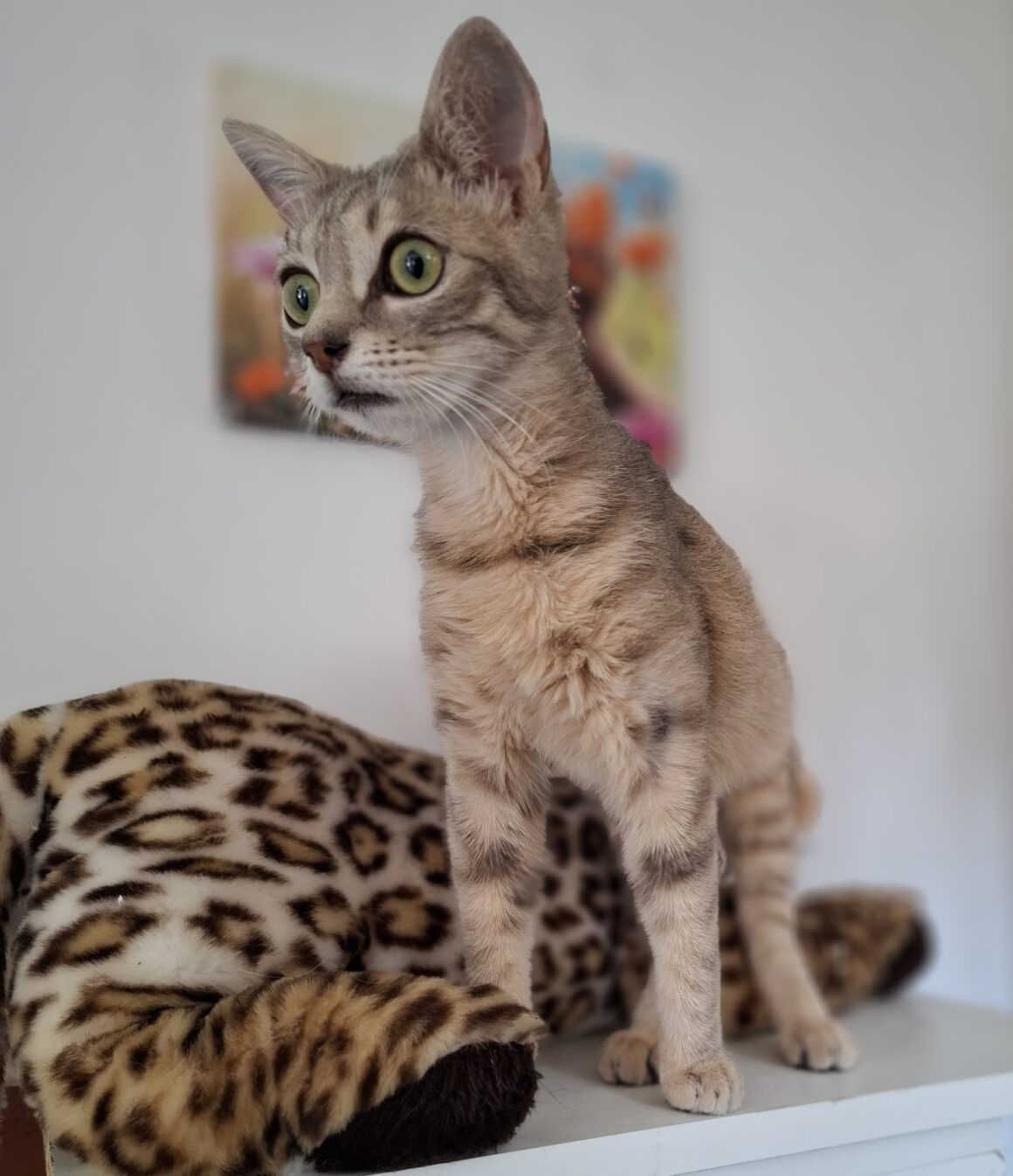 DÉSIRÉ – chaton