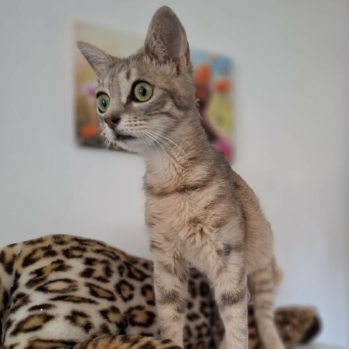 DÉSIRÉ – chaton