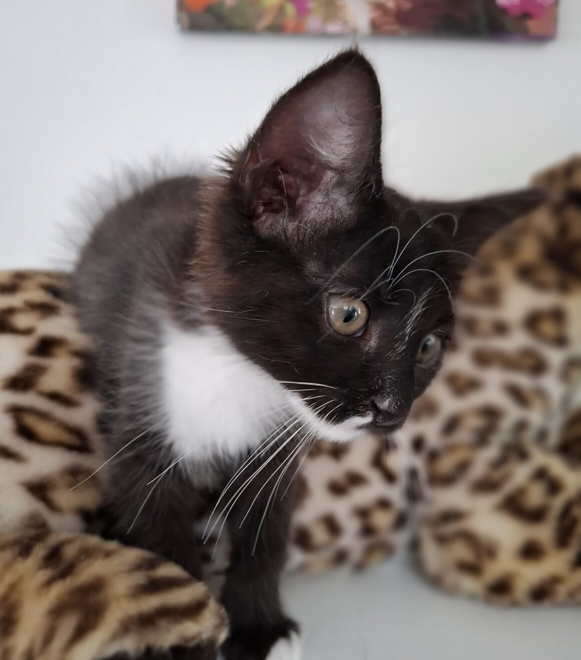 FLEUR – Chaton