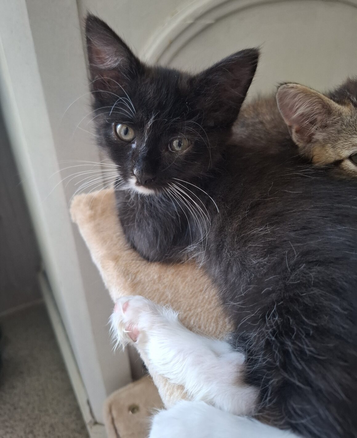 FLEUR – Chaton