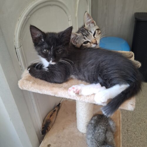 FLEUR – Chaton