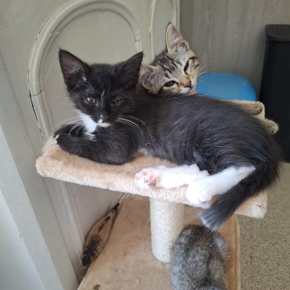 FLEUR – Chaton