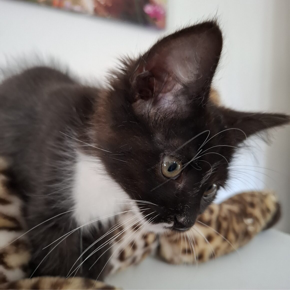FLEUR – Chaton