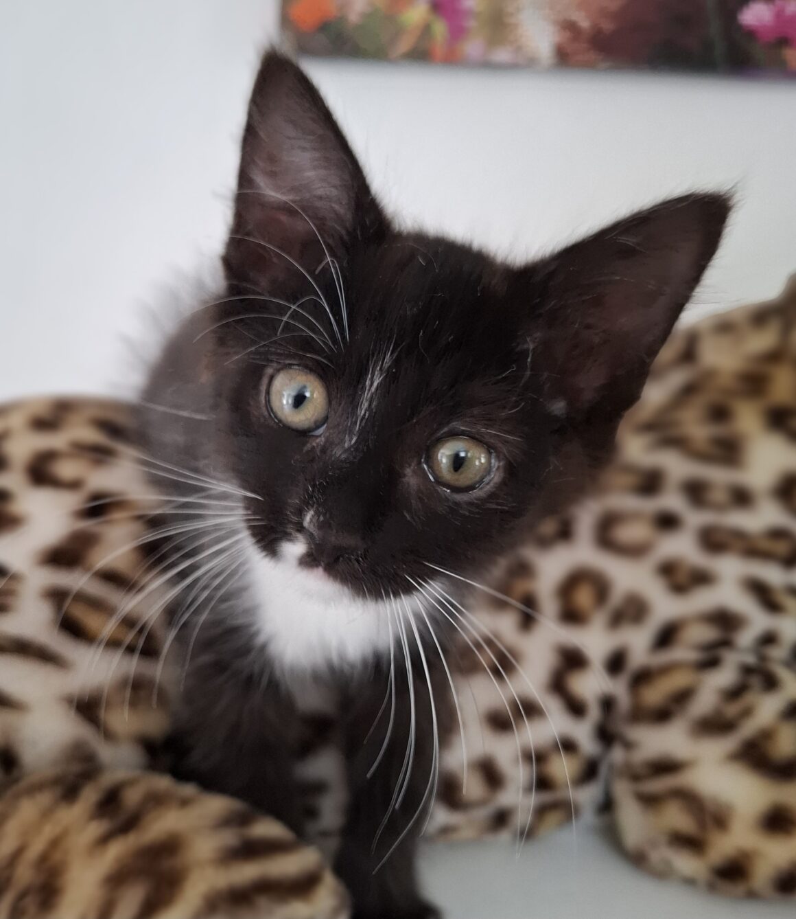 FLEUR – Chaton