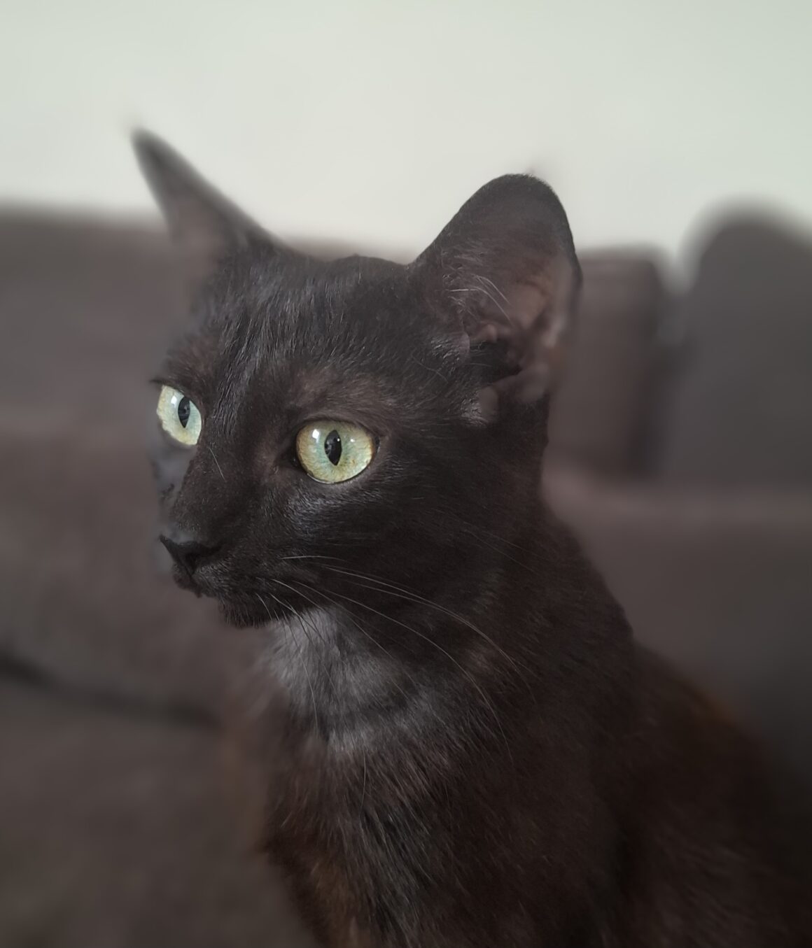 LUCRÈCE – junior