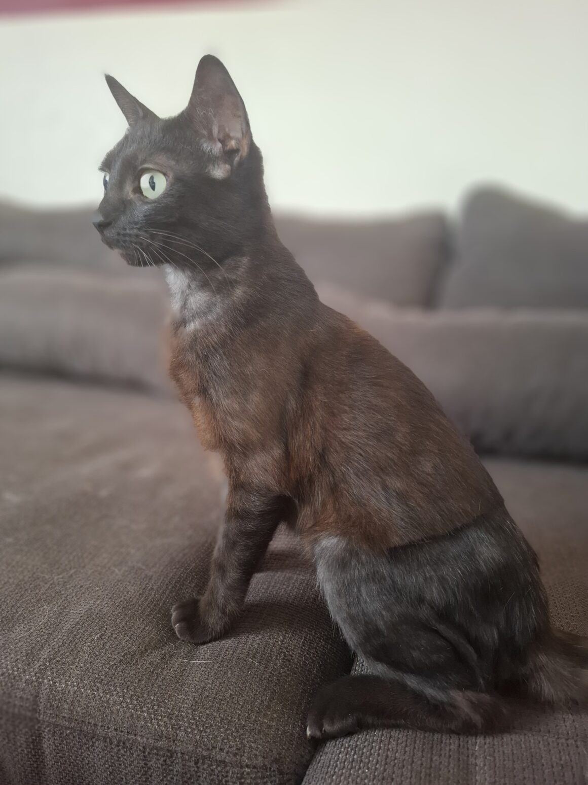 LUCRÈCE – junior