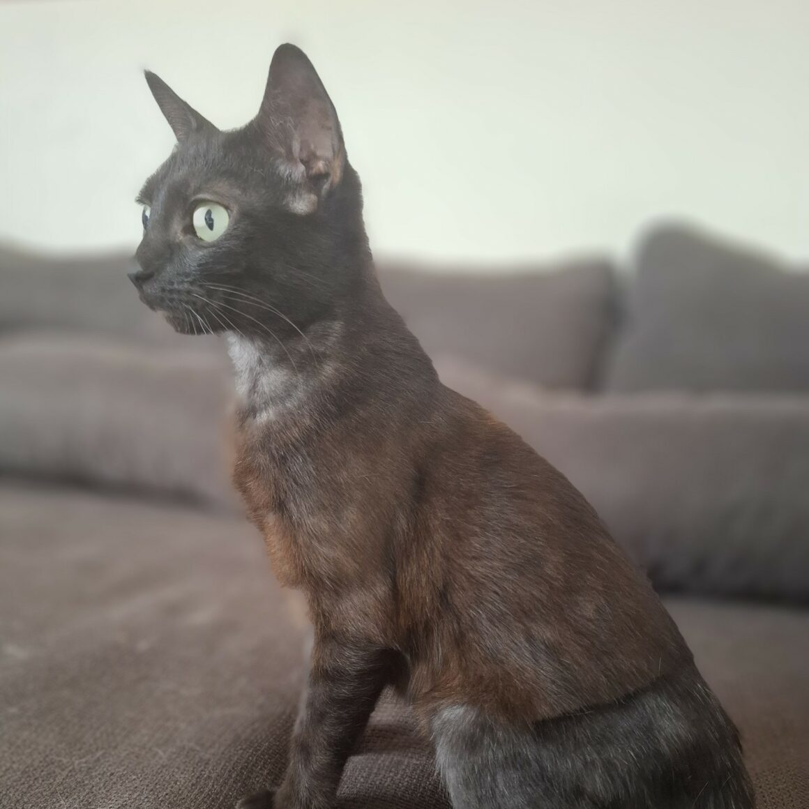 LUCRÈCE – junior adoptée